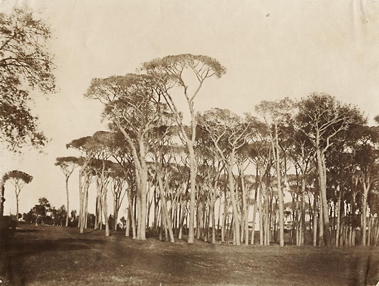 Giacomo Caneva - Italian Pine Trees at Villa Pamphilli