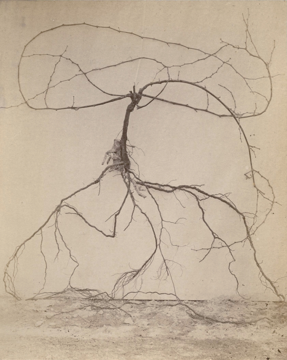 Emmanuel Isard - Group of Five Wine and Grape Related Images