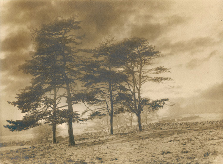 Scottish Pines and Stone Walls