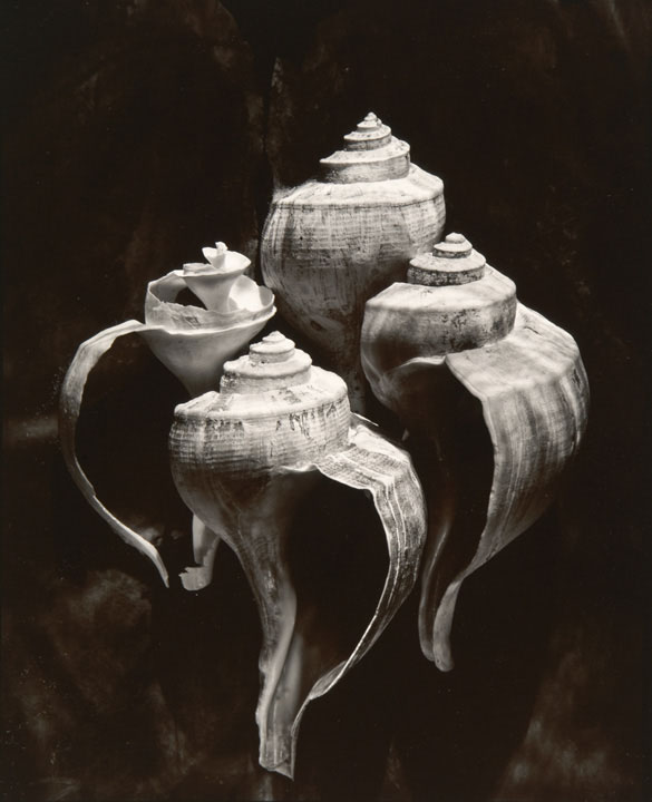 Olivia Parker - Whelks (from 