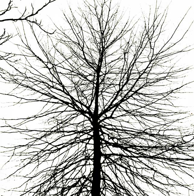 Fred Anderson - Tree Fred Anderson - Tree