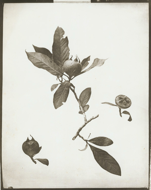 Eugene Charles De Gayffier - Study of Foliage, Wild French Plant