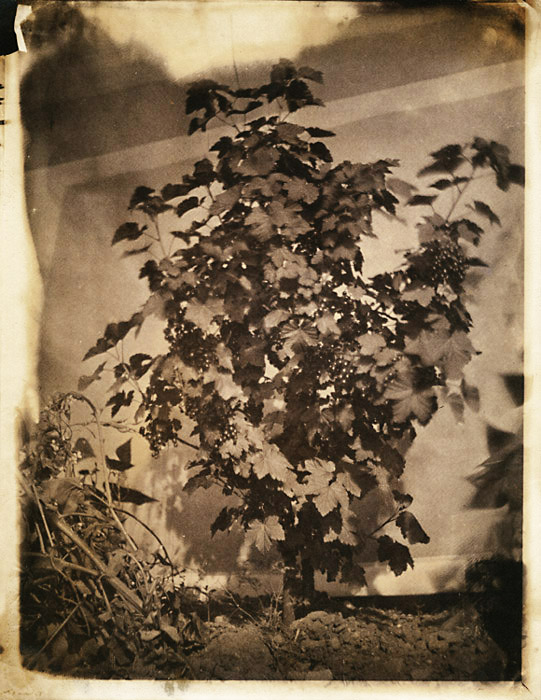 Anonymous - Primitive Study of a Grape Vine Anonymous - Primitive Study of a Grape Vine