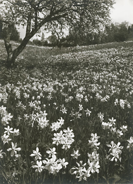 Indecipherable - Field of Narcissus Indecipherable - Field of Narcissus