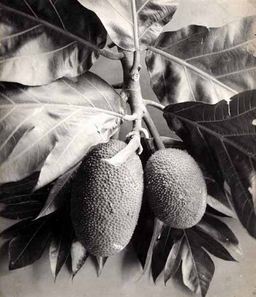 Anonymous - Breadfruit Plant, Ceylan