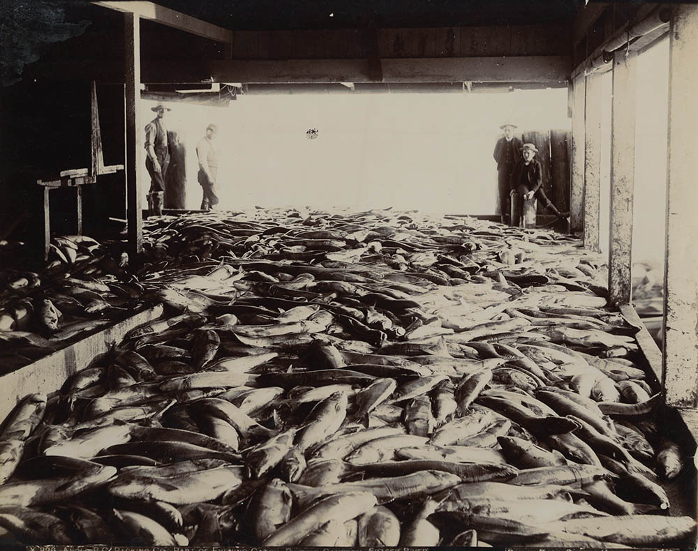 Bailey Brothers - Part of Evening Catch, Phoenix Cannery, Frazier River, BC, Canada Bailey Brothers - Part of Evening Catch, Phoenix Cannery, Frazier River, BC, Canada