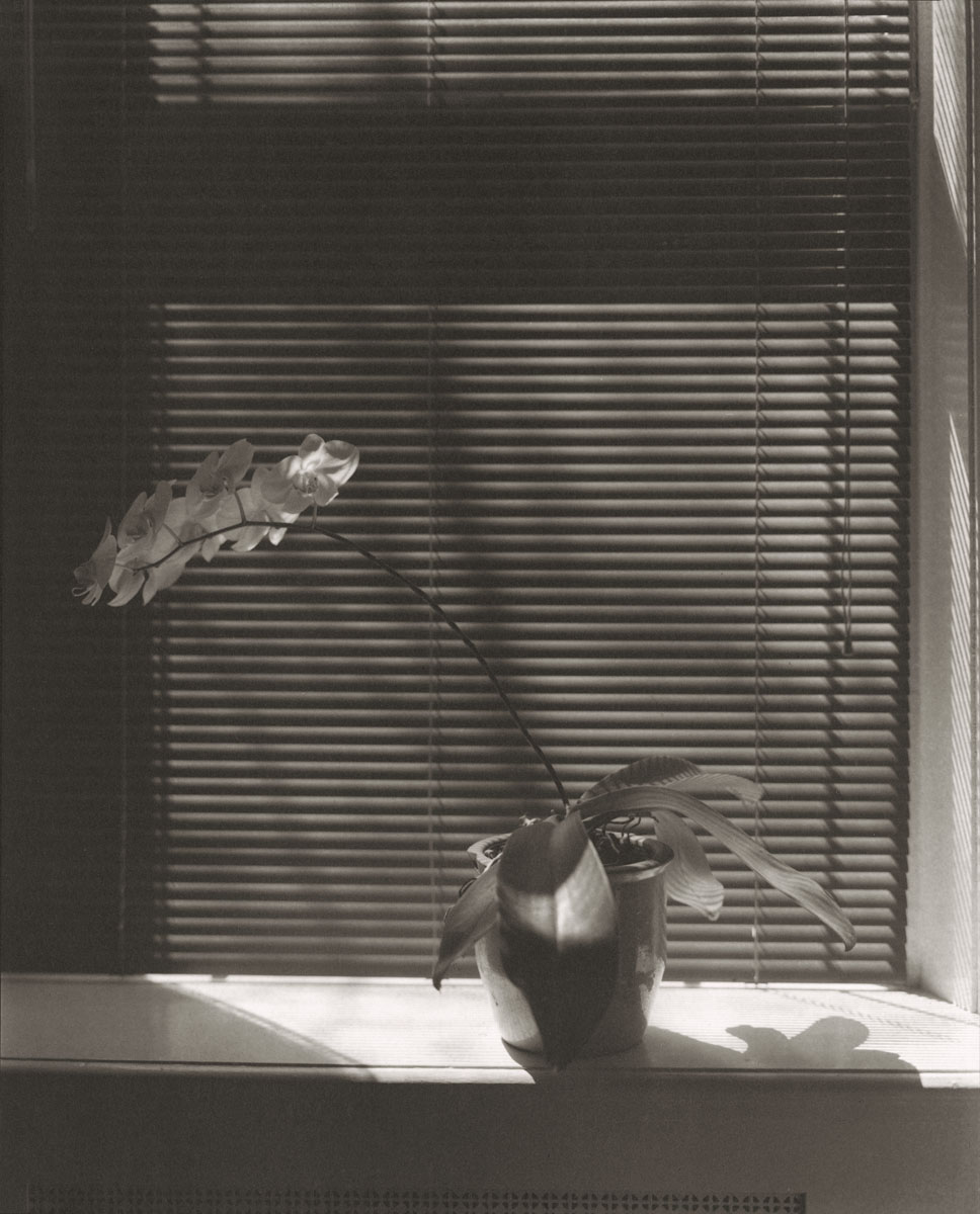 Thomas John Shillea - Cava's Orchid