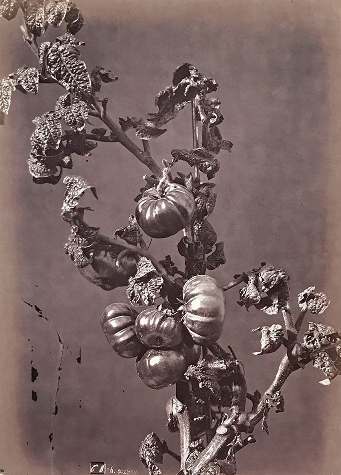 Charles Hippolyte Aubry - Tomatoes Charles Hippolyte Aubry - Tomatoes