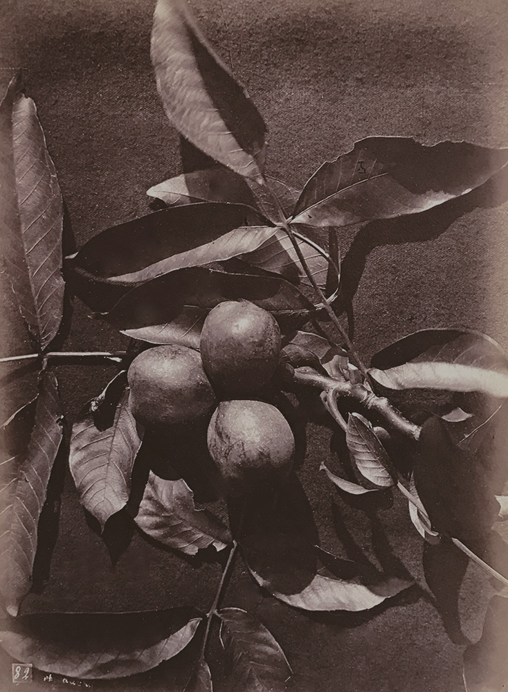 Charles Hippolyte Aubry - Apples (Pommes) Charles Hippolyte Aubry - Apples (Pommes)