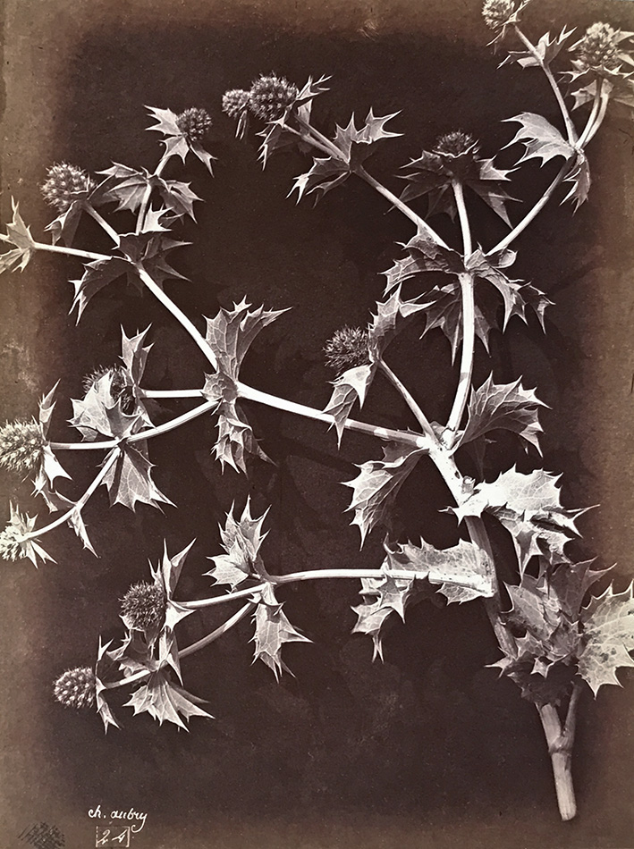 Charles Hippolyte Aubry - Thistle or Sea Holly with Dark Background Charles Hippolyte Aubry - Thistle or Sea Holly with Dark Background