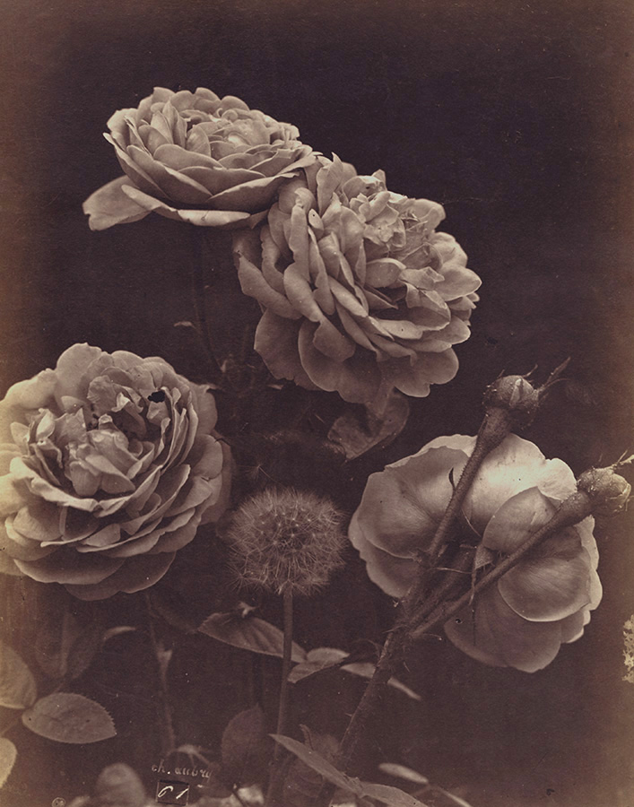 Charles Hippolyte Aubry - Four Roses and a Dandelion