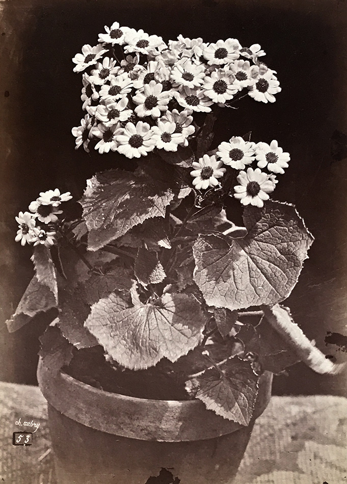 Charles Hippolyte Aubry - Study of a Flowering Potted Plant (Marguerite Daisy) Charles Hippolyte Aubry - Study of a Flowering Potted Plant (Marguerite Daisy)