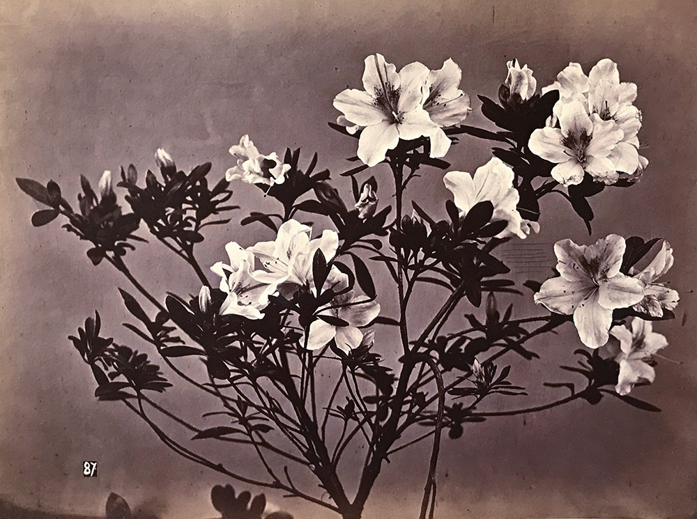 Charles Hippolyte Aubry - Flowering Branches