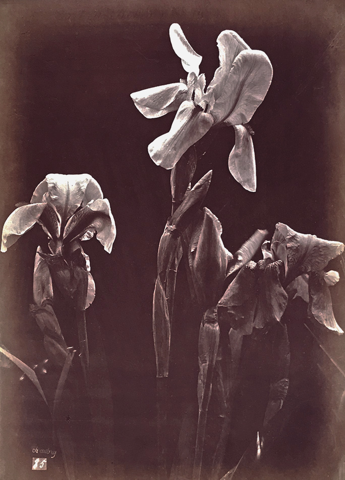 Charles Hippolyte Aubry - Irises