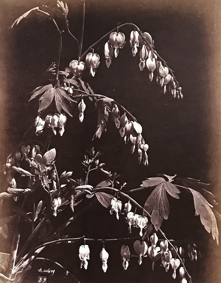 Charles Hippolyte Aubry - Bleeding Heart Flowers (Coeurs de Marie)