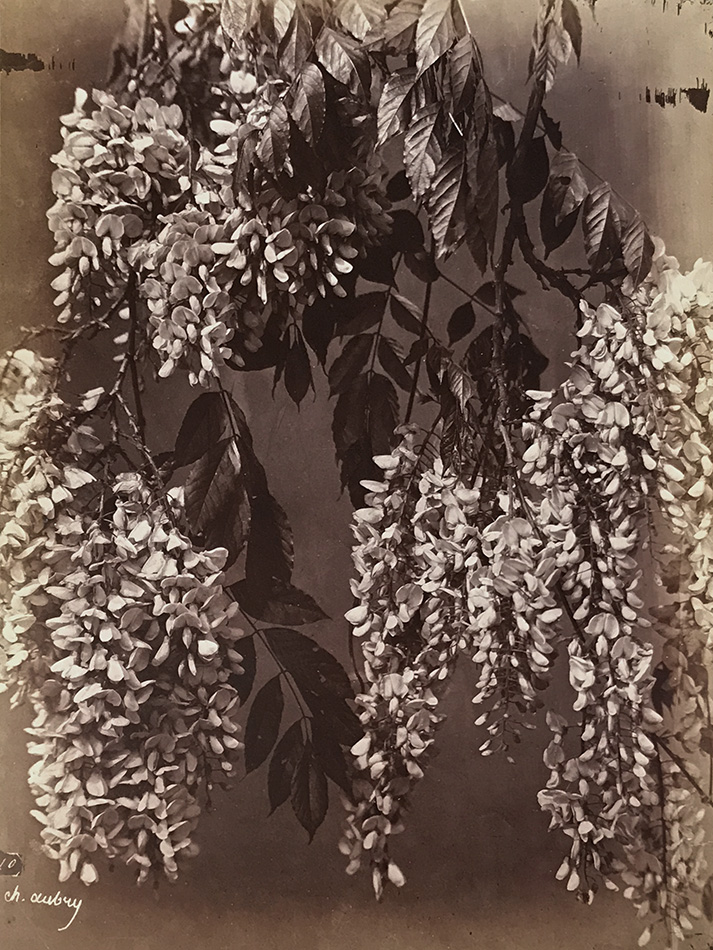 Charles Hippolyte Aubry - Laburnum, Sometimes Called Golden Chain or Golden Rain