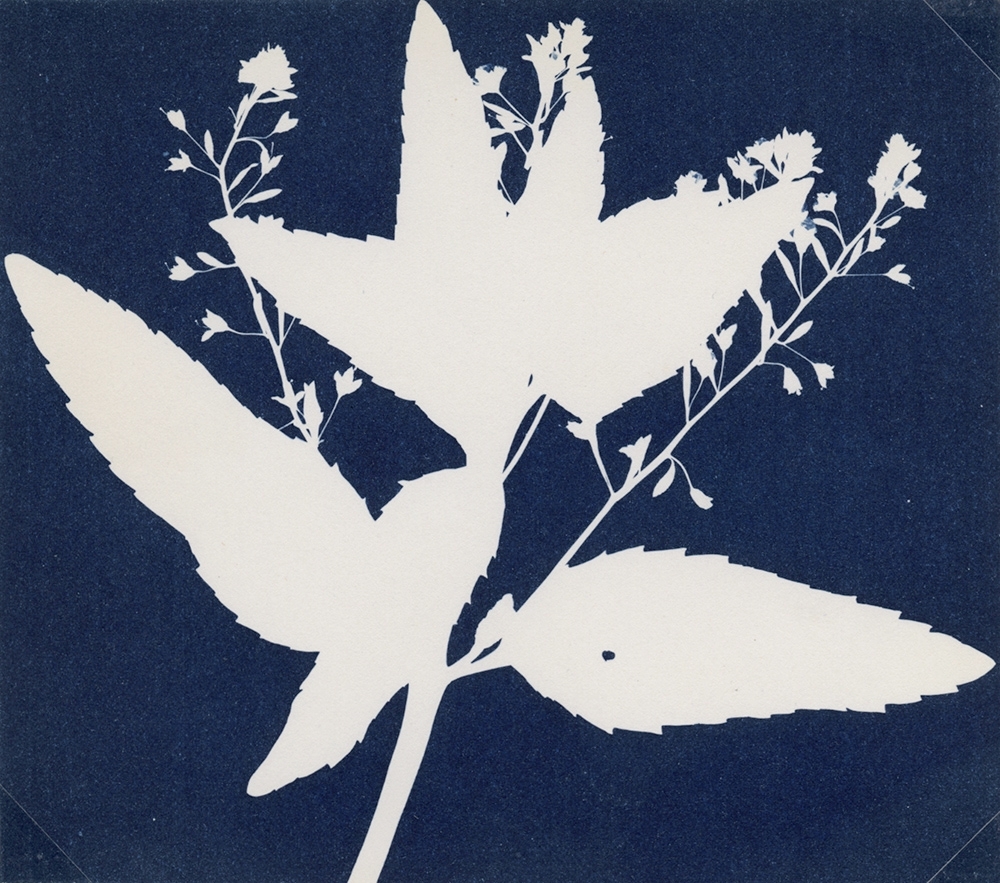antoinette putman cramer - Flowering Botanical Specimen antoinette putman cramer - Flowering Botanical Specimen