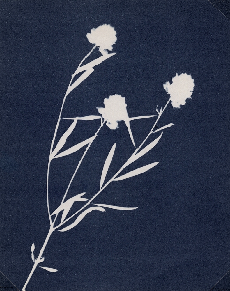 antoinette putman cramer - Flowering Botanical Specimen (Polygala sanguinea) antoinette putman cramer - Flowering Botanical Specimen (Polygala sanguinea)