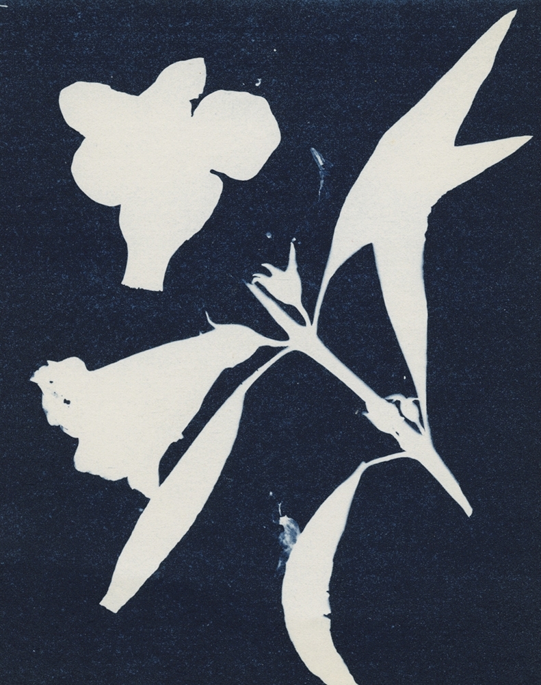 antoinette putman cramer - Flowering Botanical Specimen (Smooth false foxglove, yellow) antoinette putman cramer - Flowering Botanical Specimen (Smooth false foxglove, yellow)
