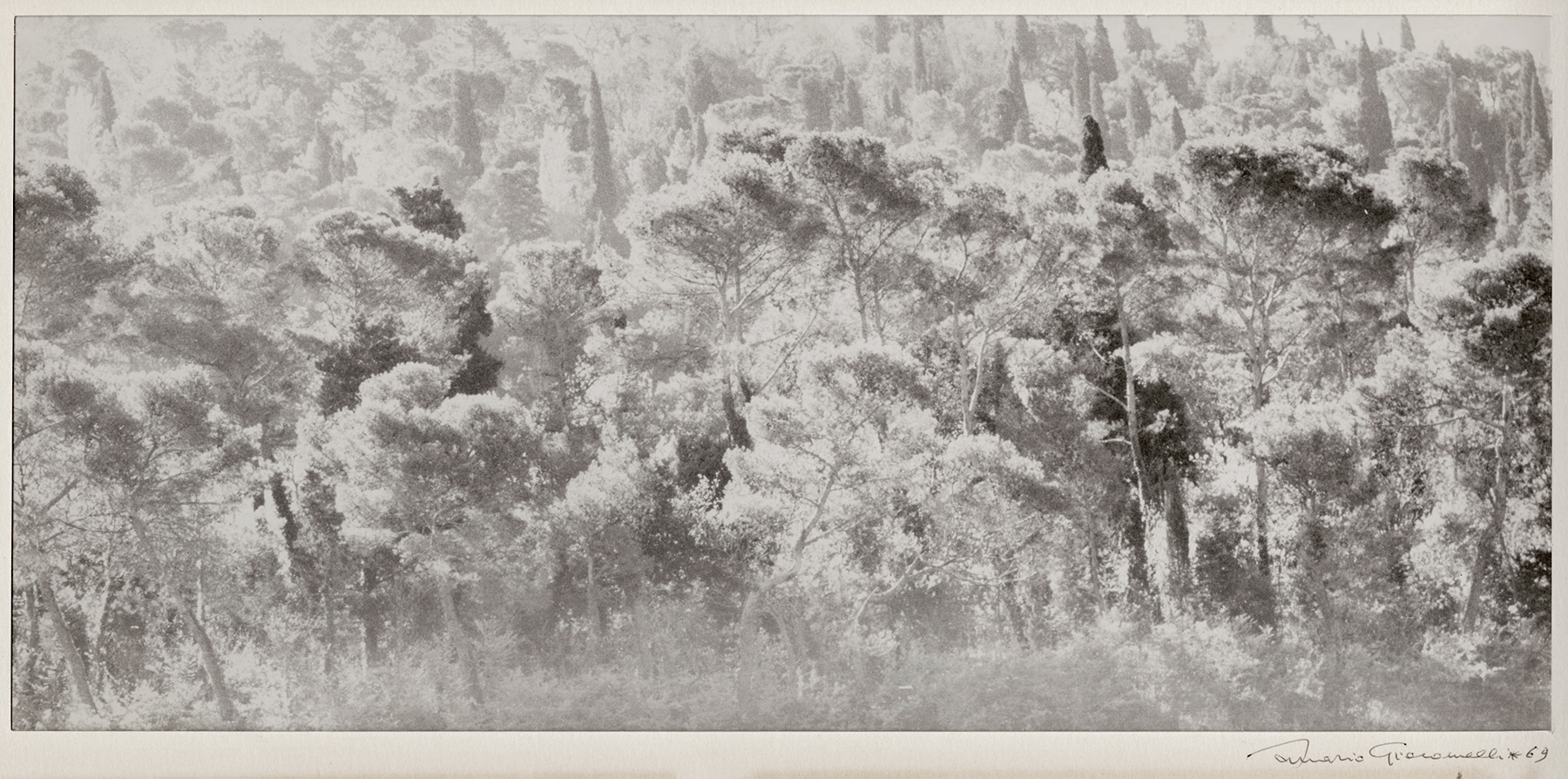 Mario Giacomelli - Pineta di Ravena (Pine Trees of Ravena, Italy) Mario Giacomelli - Pineta di Ravena (Pine Trees of Ravena, Italy)