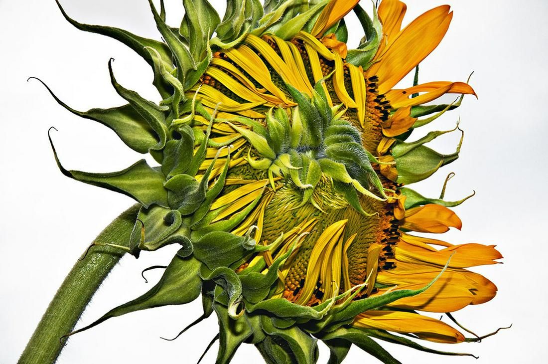 Barbara E. Leven - Two Coves Sunflower Barbara E. Leven - Two Coves Sunflower