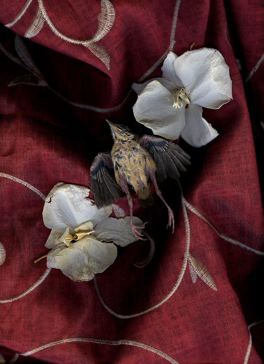 Thomas John Shillea - Bird in Color