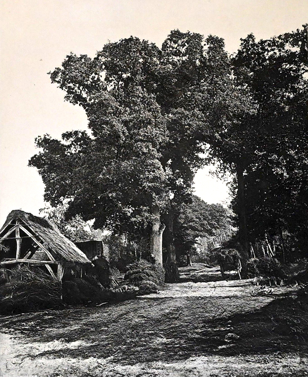 Alphonse François Jeanrenaud - Étude d'Arbres Alphonse François Jeanrenaud - Étude d'Arbres