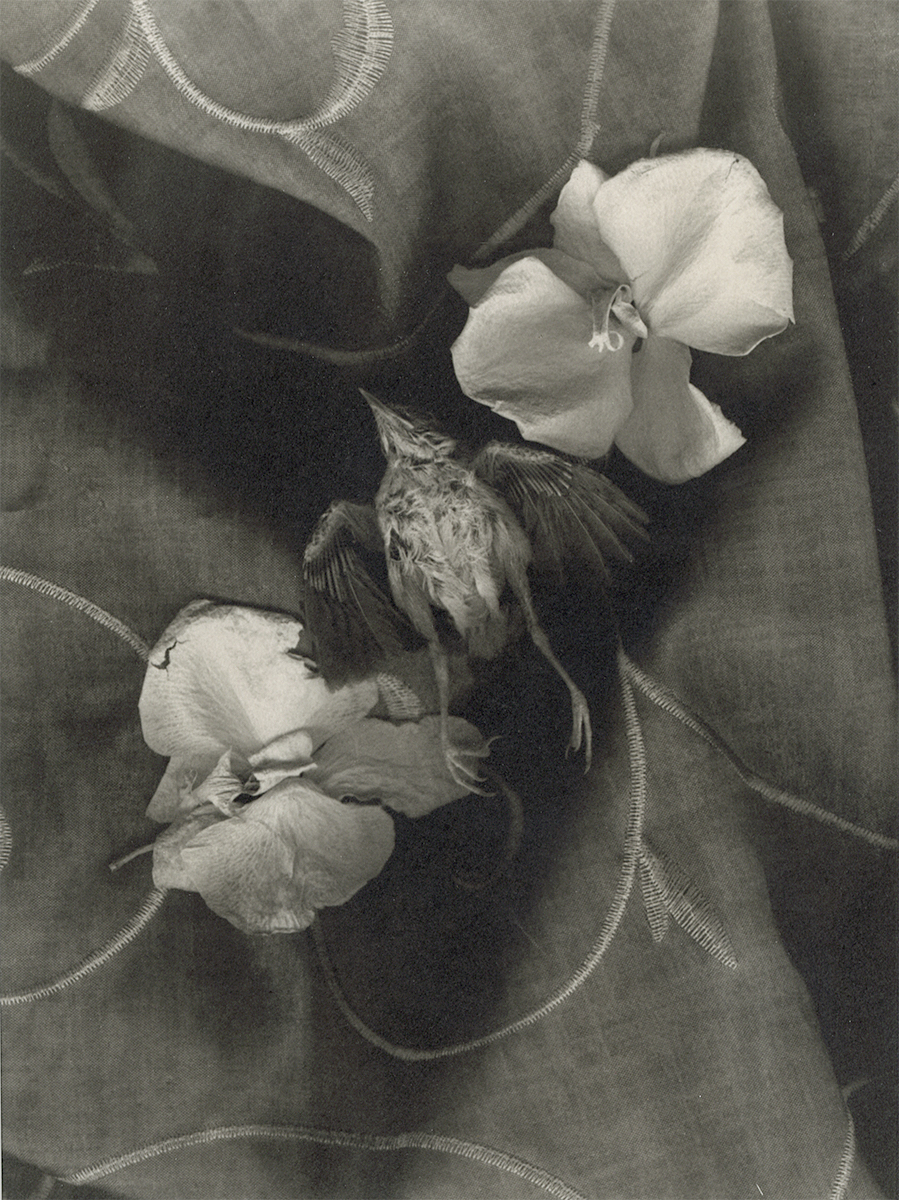 Thomas John Shillea - Bird and Flowers