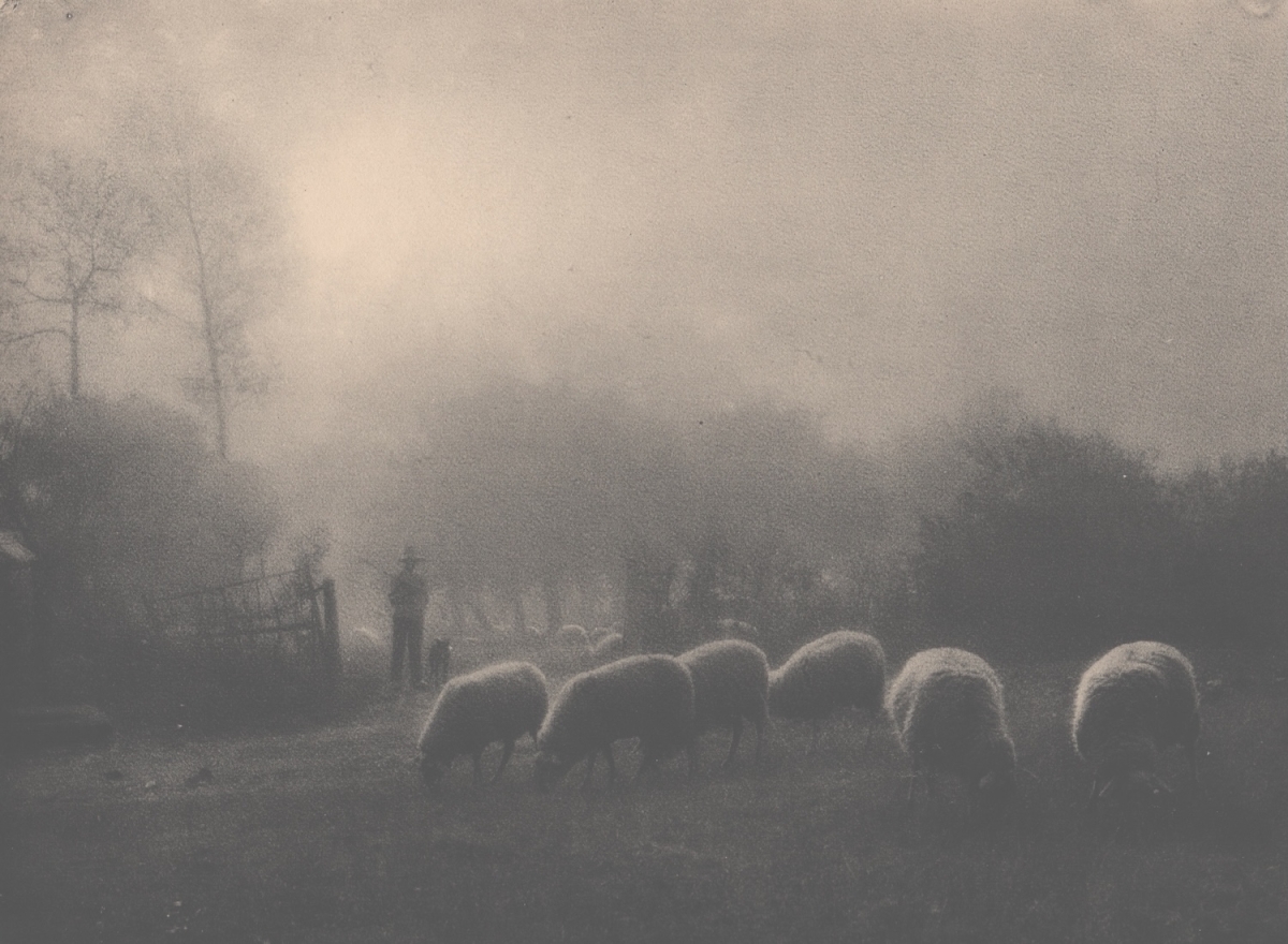 Leonard Misonne - Sheep