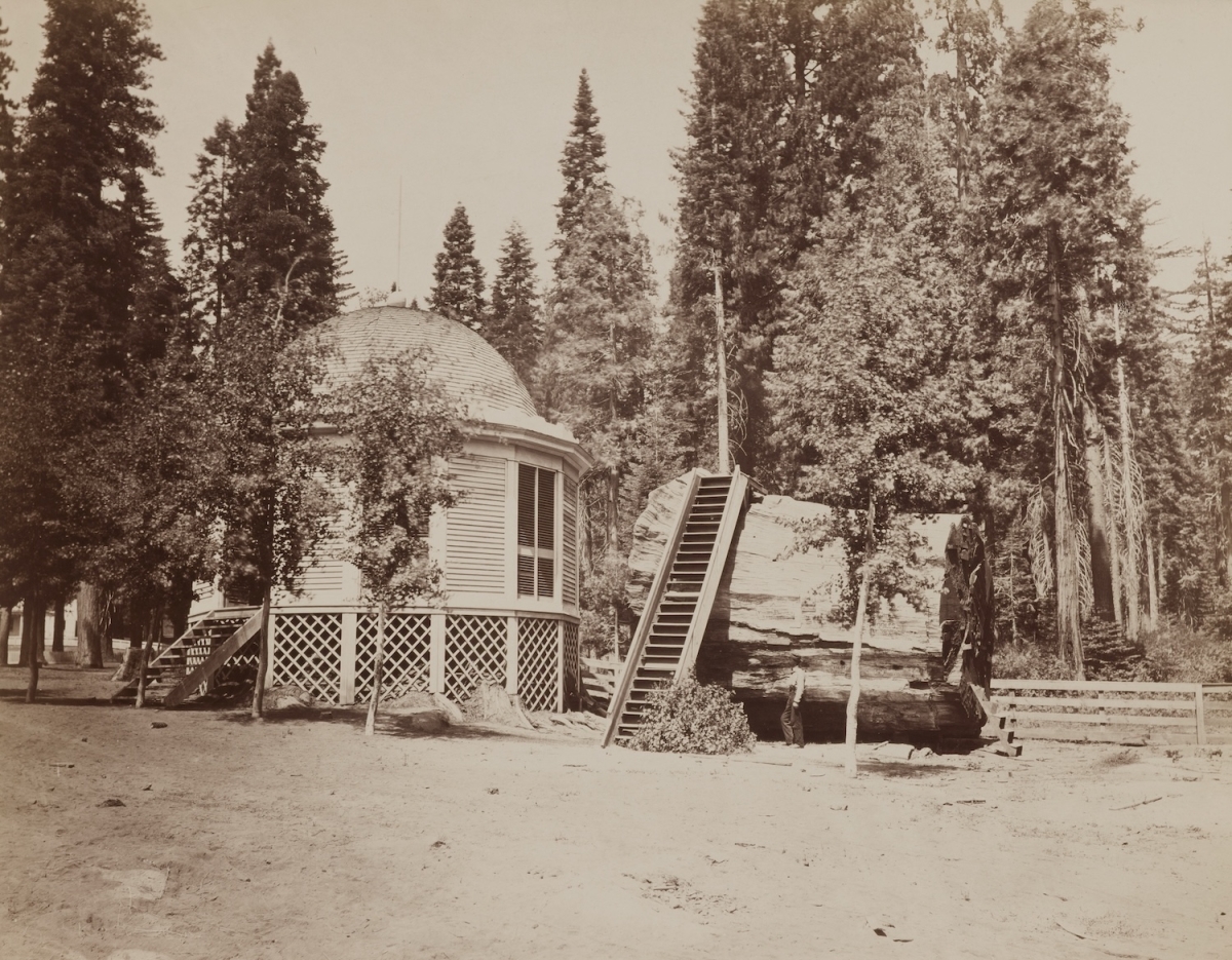Charles Leander Weed - The Original Big Tree, 32 feet diameter. Calaveras Grove, 1864. Charles Leander Weed - The Original Big Tree, 32 feet diameter. Calaveras Grove, 1864.