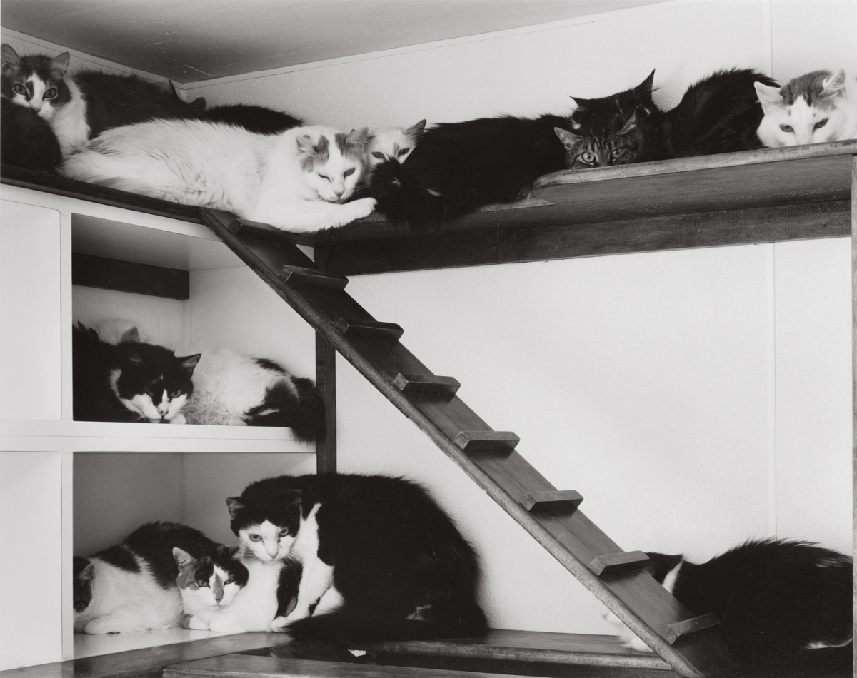 Paula Chamlee - Feral, Santa Clarita, California, 2002