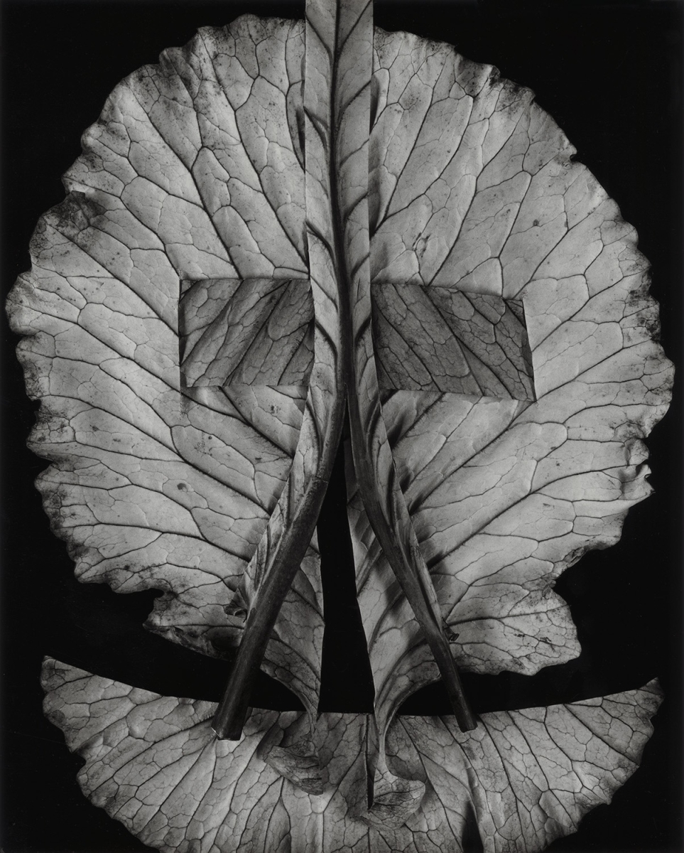 Paula Chamlee - Construction 1, 2013