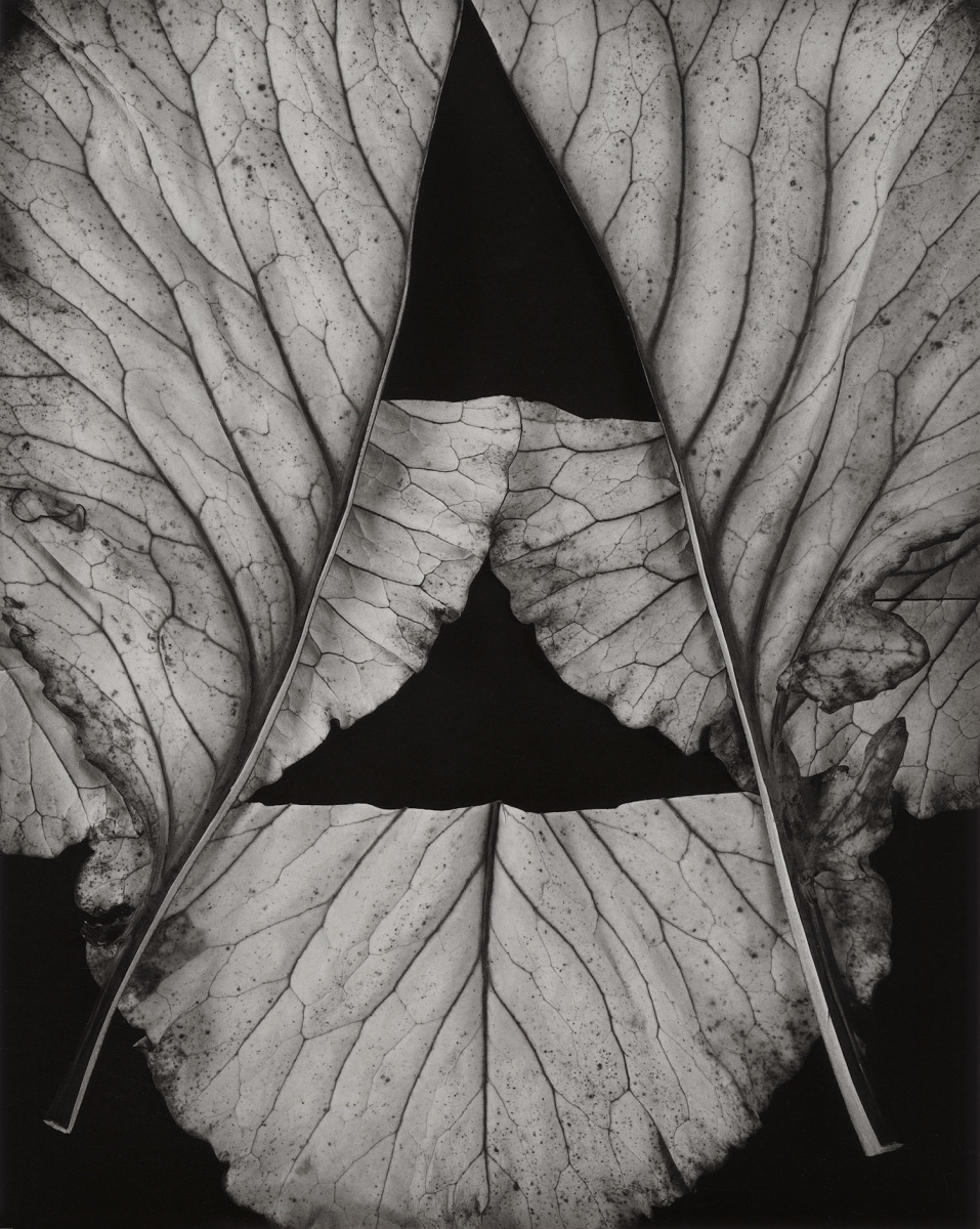 Paula Chamlee - Construction 2, 2013