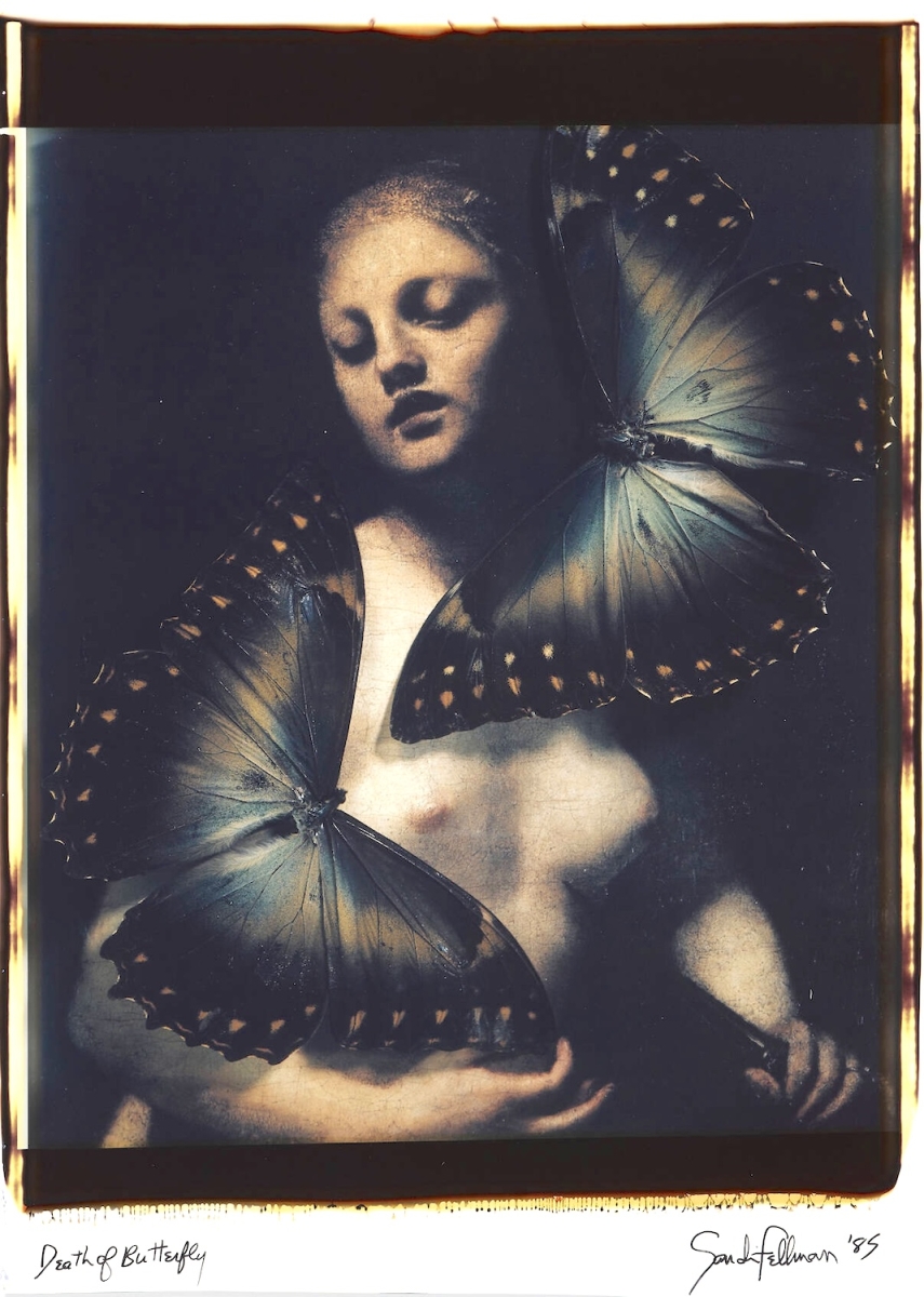 Sandi Fellman - Death of Butterfly