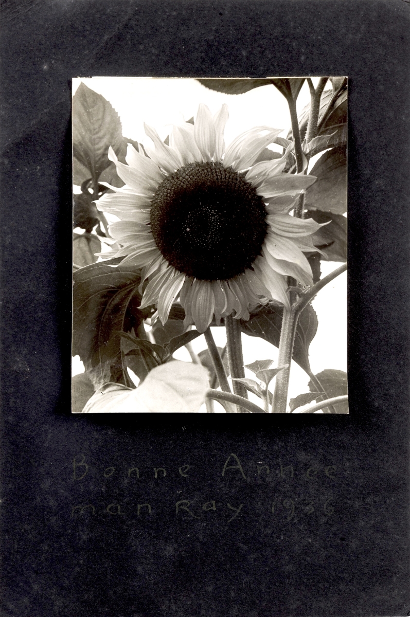 Man Ray - Sunflower Man Ray - Sunflower