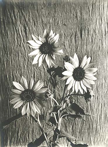 Anonymous - Wild Sunflowers Anonymous - Wild Sunflowers