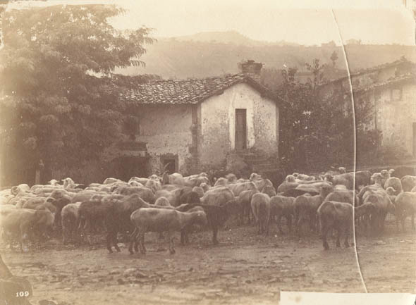Anonymous - Barbizon Nature Study of Sheep