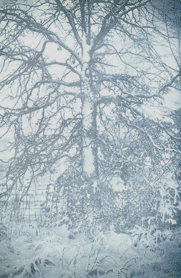 Ted Jones - Virginia Landscape 5 (Tree in Snow) Ted Jones - Virginia Landscape 5 (Tree in Snow)