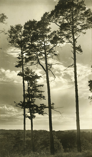Edith Gerin - Dans la Malmontague (Forest of Fontainebleau) Edith Gerin - Dans la Malmontague (Forest of Fontainebleau)