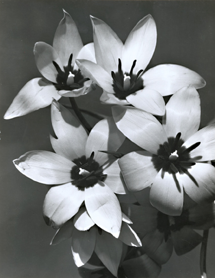 Pierre Auradon - Open Tulips Pierre Auradon - Open Tulips