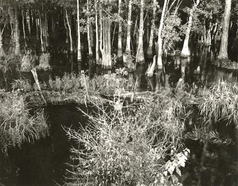 Paula Chamlee: Swamp (Bayou Le Batre), Alabama #3. Silver print, 3-3/4 x 4-3/4 in. (95 x 121 mm), 1989/1989, on original mount. 7224. Paula Chamlee: Swamp (Bayou Le Batre), Alabama #3. Silver print, 3-3/4 x 4-3/4 in. (95 x 121 mm), 1989/1989, on original mount. 7224.